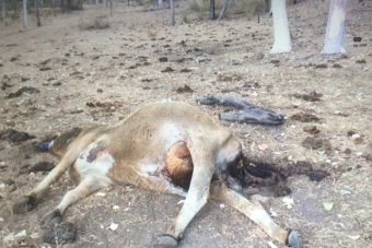 A dead cow found at Eungella near Mackay with its udder, ears and tongue removed. A dead cow laying in a field with its udder removed.