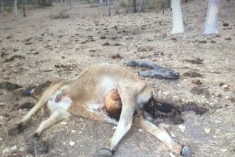 A dead cow laying in a field with its udder removed.