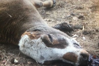 A dead cow found in a field with its udder, ears and tongue removed. A dead cow laying in a field with its ears and tongue removed.