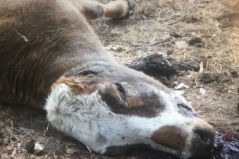 A dead cow laying in a field with its ears and tongue removed.