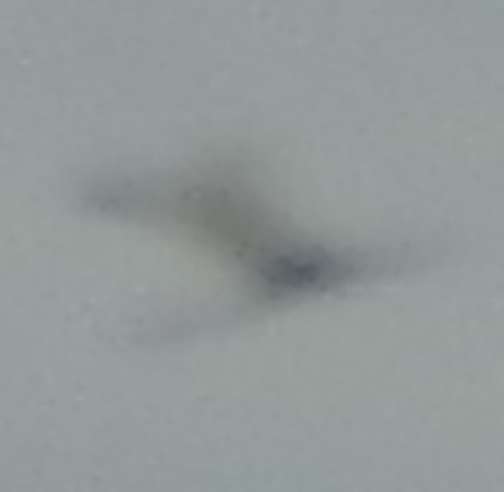 Mystery creature/object