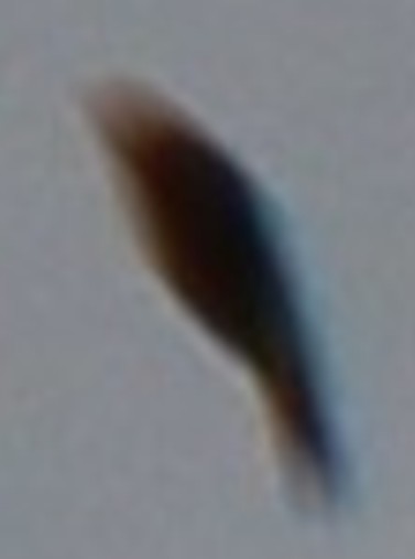 1 Max detail