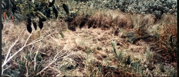 The vegetation was crumpled and scorched, according to a report