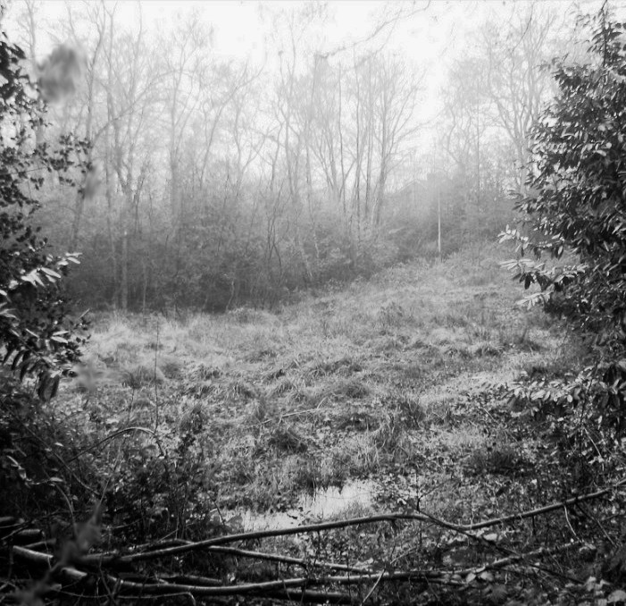 Rowhill Copse - The Bourne