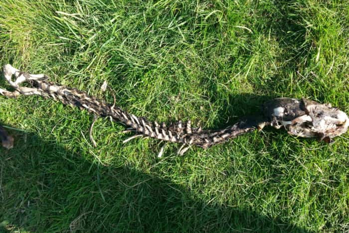 Mystery skeleton found near Chanctonbury