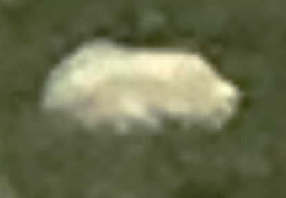 UFO or Crypto?