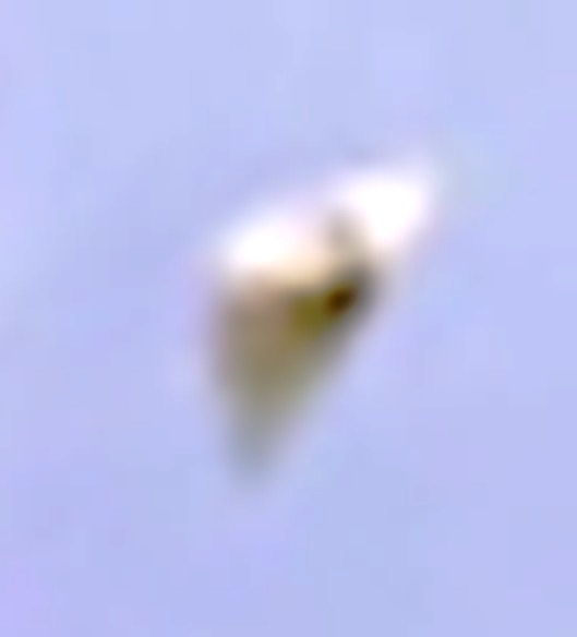 Enlarged crop