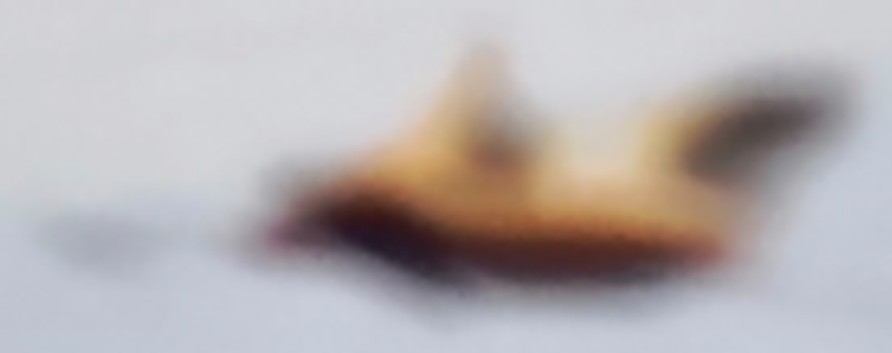 Cropped enlarged