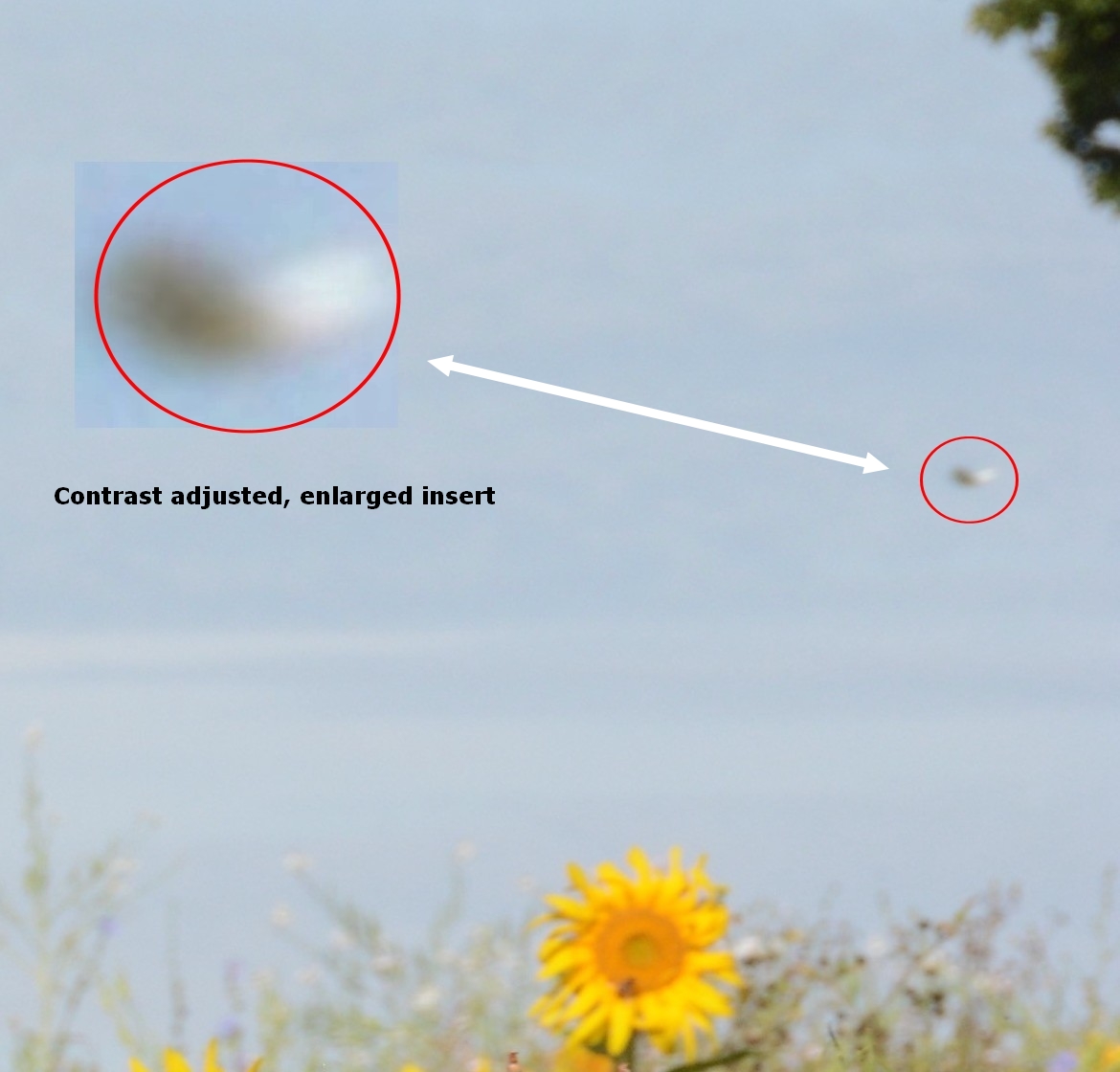 adjusted, enlargedmarked, insert