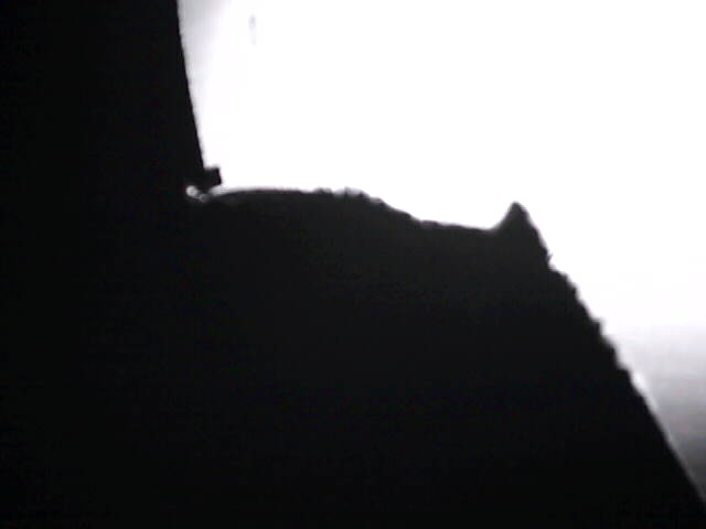 Alien Being? Shoulder and part of head